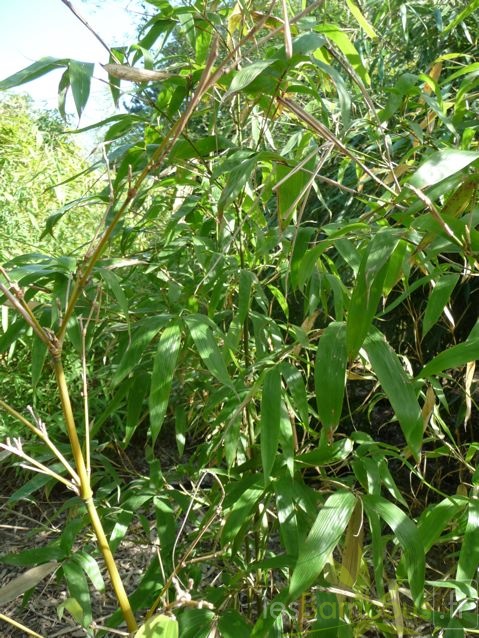 acidosasa.gigantea.0346