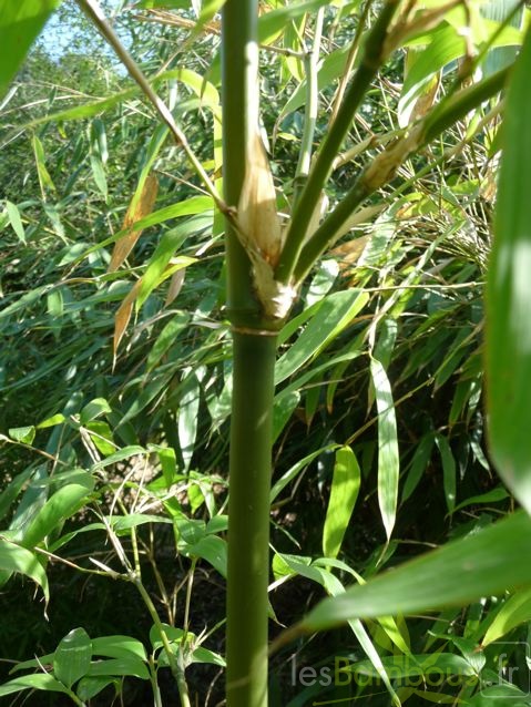 acidosasa.gigantea.0349