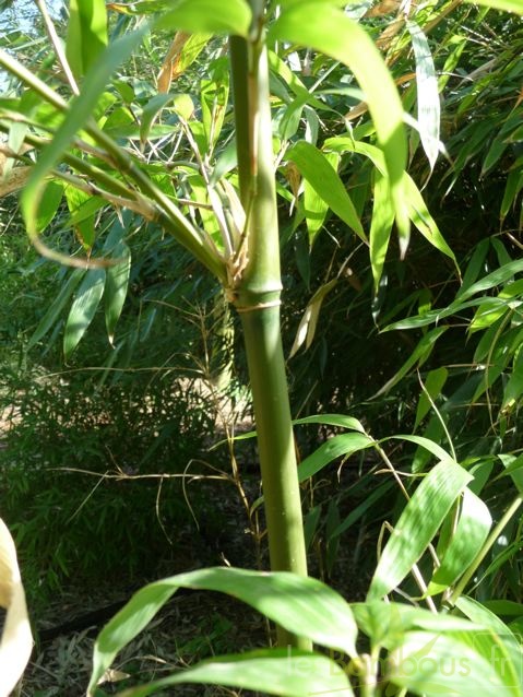 acidosasa.gigantea.0350