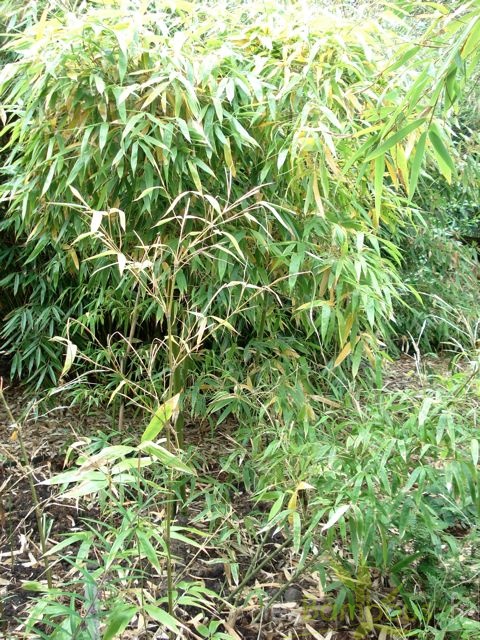acidosasa.gigantea.09707