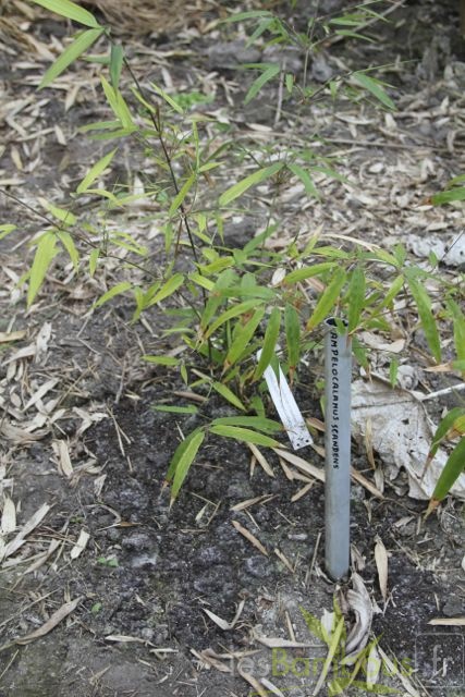 ampelocalamus.scandens.2812