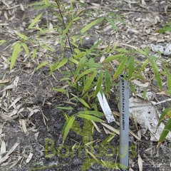 ampelocalamus.scandens.2812