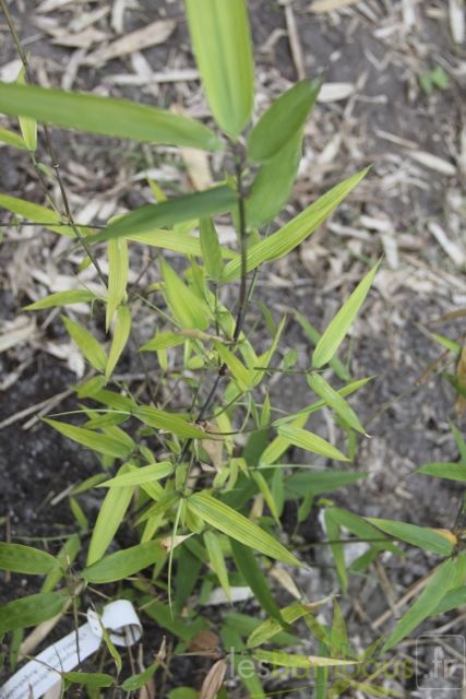 ampelocalamus.scandens.2813