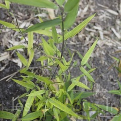 ampelocalamus.scandens.2813