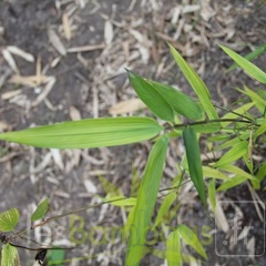 ampelocalamus.scandens.2814