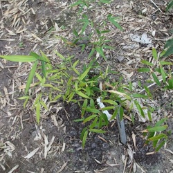 Ampelocalamus