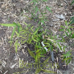 ampelocalamus.scandens.2815
