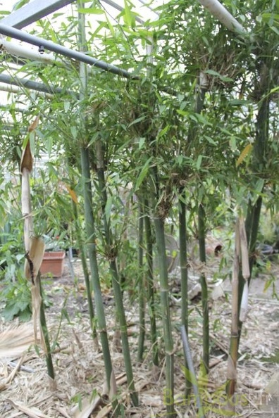 bambusa.emeiensis 2817