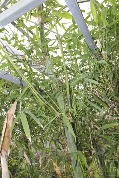 bambusa.emeiensis 2819