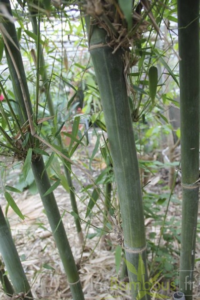 bambusa.emeiensis 2821