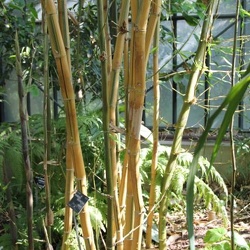 Bambusa