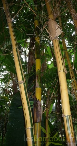 bambusa.vulgaris.vittata001