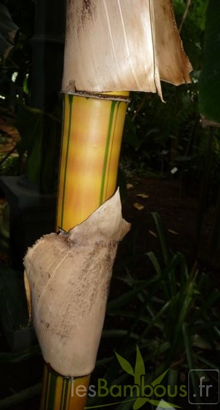 bambusa.vulgaris.vittata003