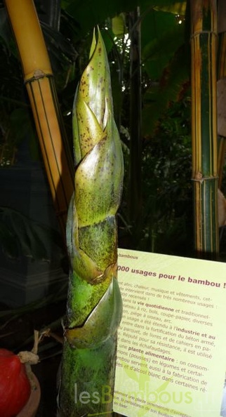 bambusa.vulgaris.vittata005
