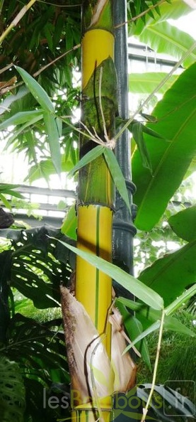 bambusa.vulgaris.vittata007