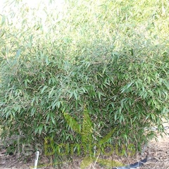 bashania.auctiaurifa 0796