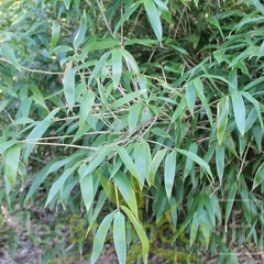 bashania.auctiaurifa 0797