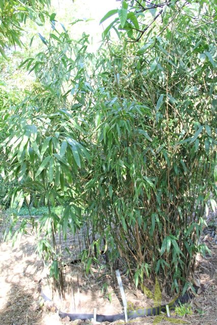 bashania.qingchengshanensis 0763