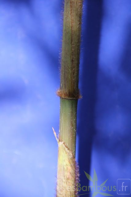 bashania.qingchengshanensis 0765