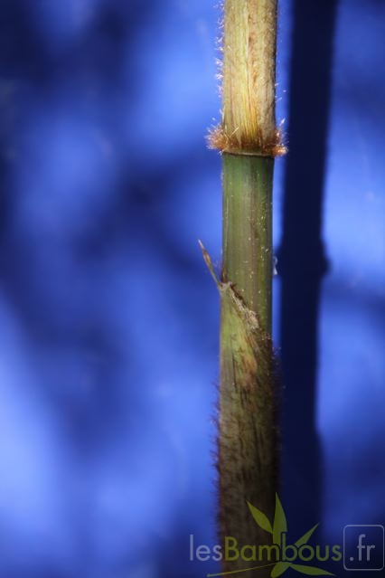 bashania.qingchengshanensis 0767