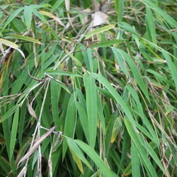 Lushuiensis