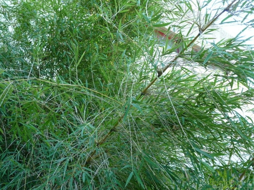 Chusquea gigantea branches