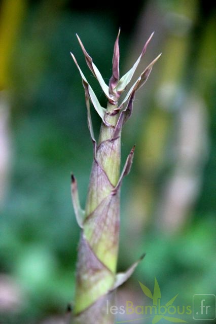 chusquea.gigantea.clone3 1057 2