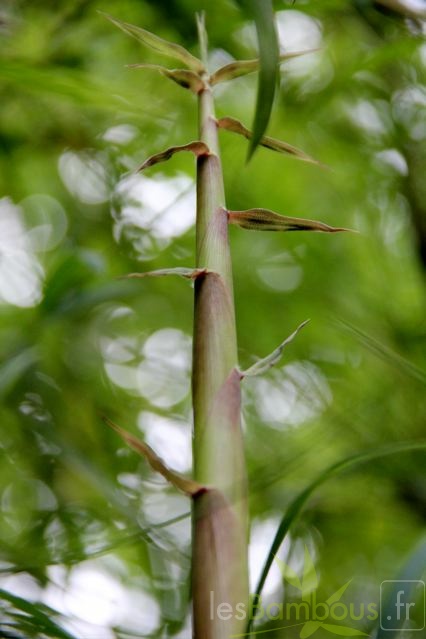 chusquea.gigantea.clone3 1058 2