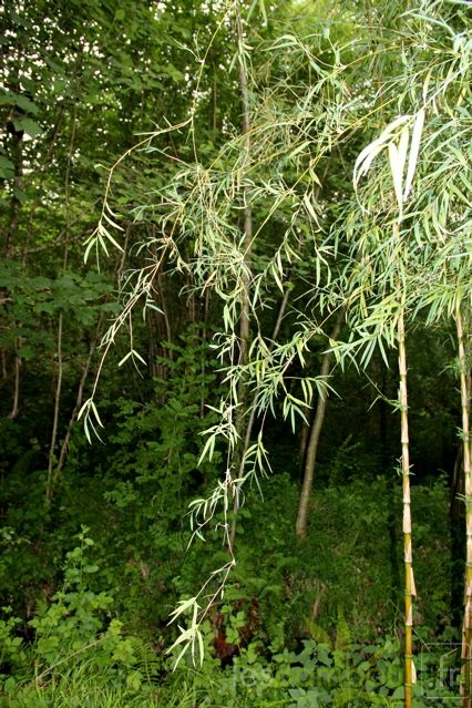 chusquea.gigantea.clone3 1059 2