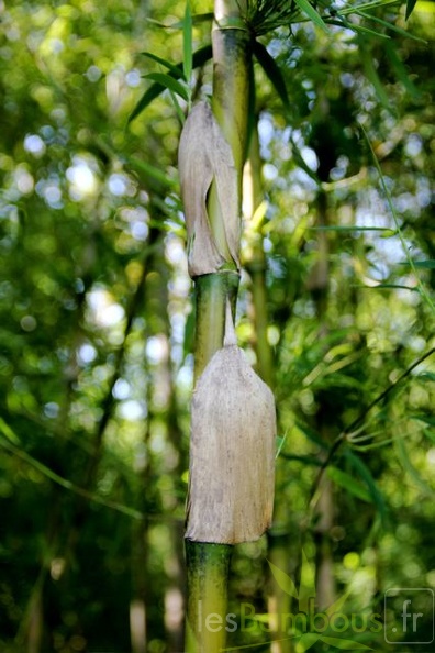 chusquea.gigantea.clone3 1076 2