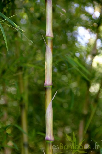 chusquea.gigantea.clone3 1077 2
