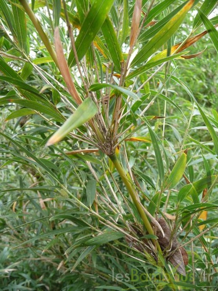 P1070970 2
