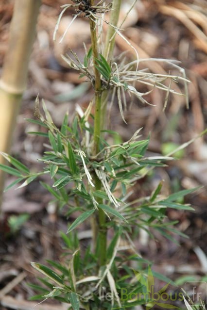 chusquea.nigricans 0533