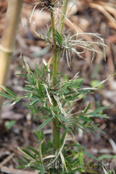 chusquea.nigricans 0533