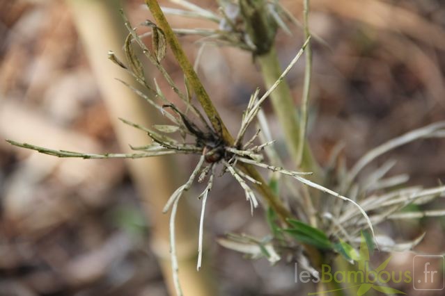 chusquea.nigricans_0534.jpg