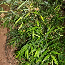 Valdiviensis