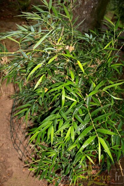 chusquea.valdiviensis 1885