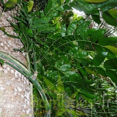 Dinochloa scandens chaume fin