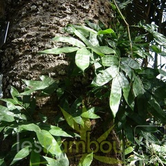 Dinochloa scandens prend appui sur arbre