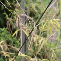 Falcatum