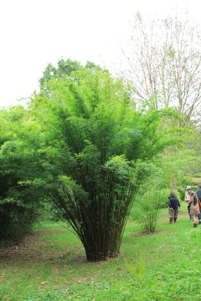 drepanostachium.falconeri 2101