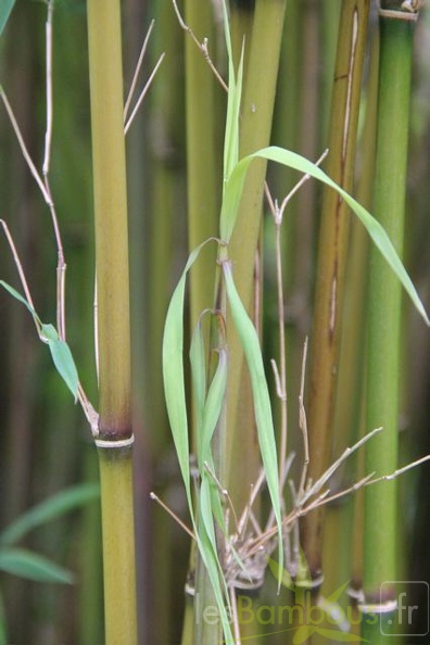 drepanostachium.falconeri 2103