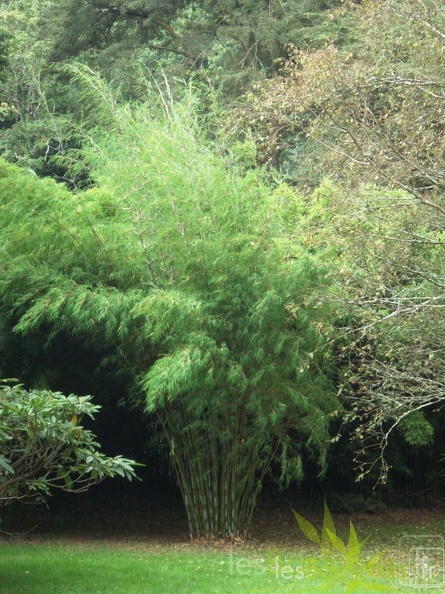 drepanostachium.hookerianum1