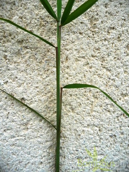 fargesia angustissima 01