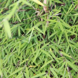 angustissima