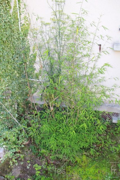 fargesia angustissima 05