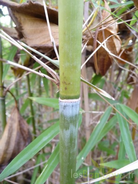 fargesia angustissima 07