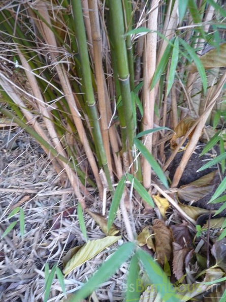 fargesia angustissima 09
