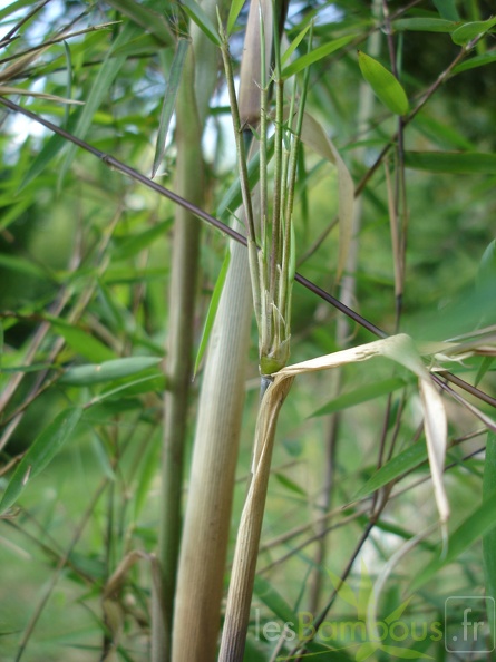 fargesia angustissima 11