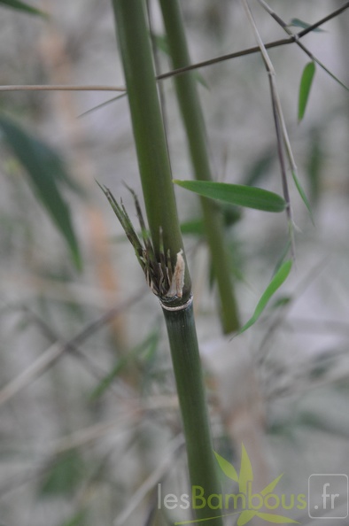 fargesia angustissima 15